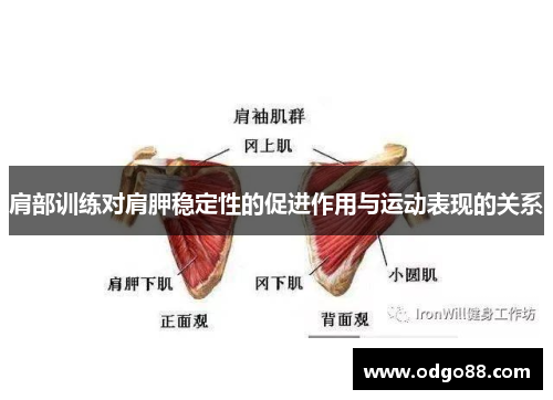 肩部训练对肩胛稳定性的促进作用与运动表现的关系